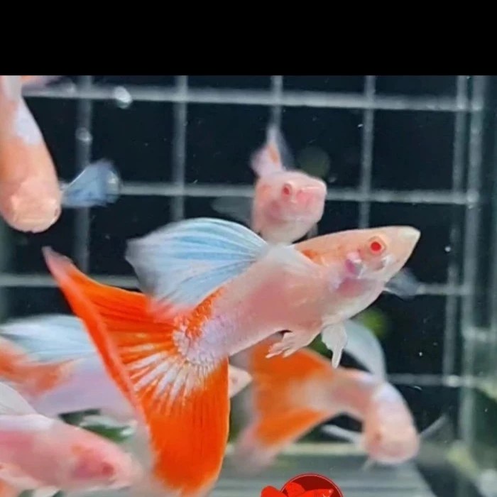 ikan Hias Guppy Albino Pink Lady Topaz - betina