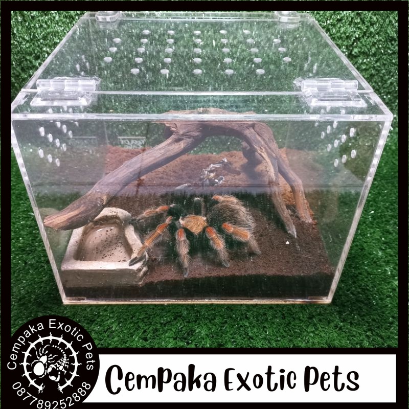 Enclosure Acrylic Kotak Akrilik Reptil Box Hewan Kandang Reptil Tarantula Scorpio Centipede
