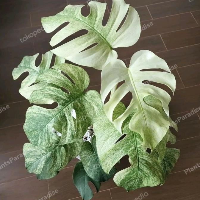 MONSTERA WHITE MONSTER | tanaman hias koleksian