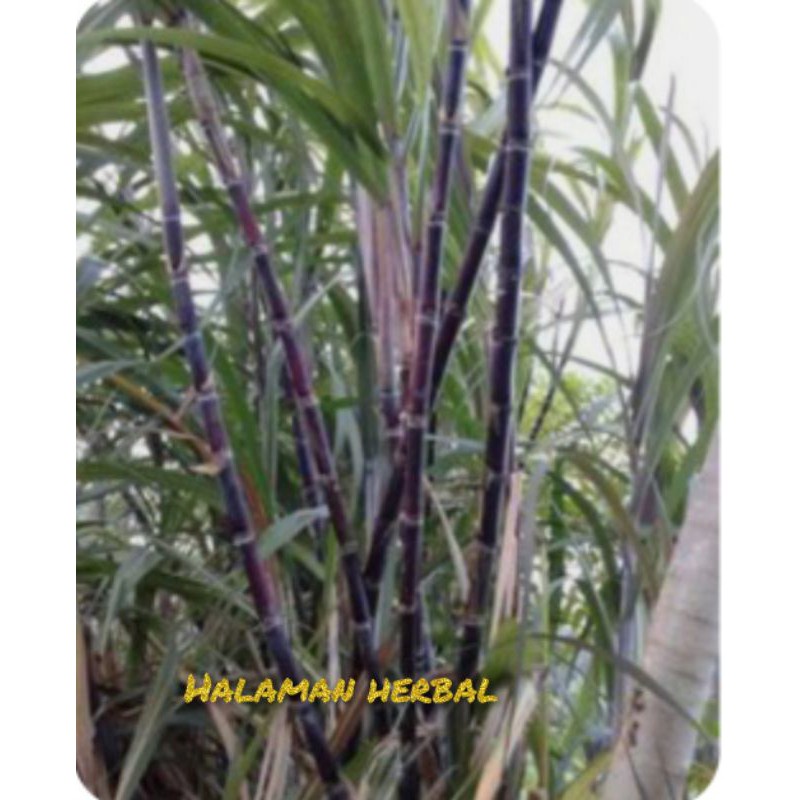 tebu hitam /tebu ireng