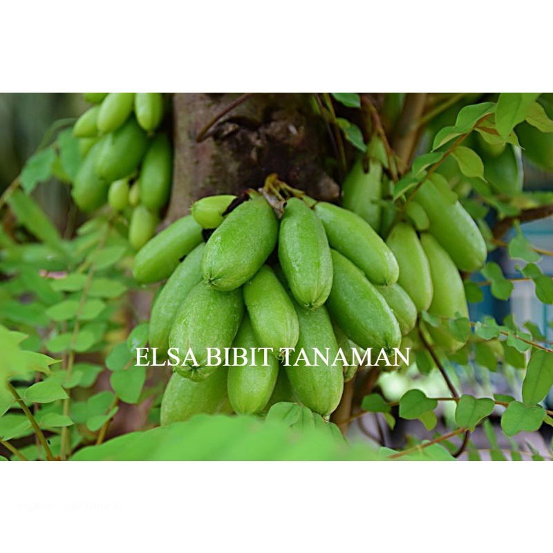 

BELIMBING WULUH SAYUR SUPER (beli 5 gratis 1)