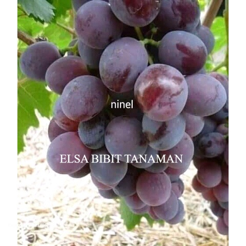 

PROMO BIBIT ANGGUR IMPORT NINEL CEPAT BERBUAH (COCOK DI TARUH POT)