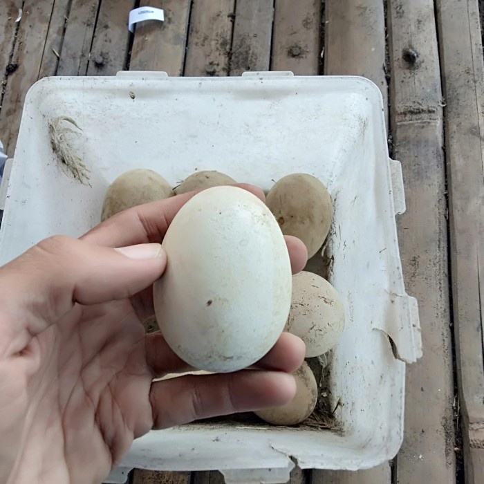 

New telur angsa soang busuk
