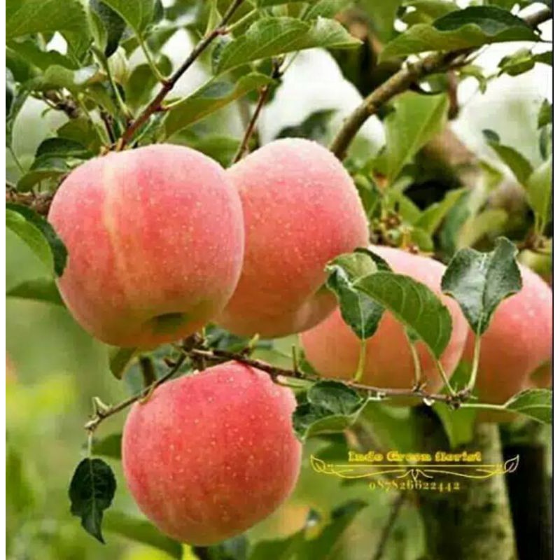 TERLARIS BIBIT APEL FUJI HASIL STEK BATANG DARI INDUKAN SUDAH BERBUAH//BIBIT APEL FUJI JUMBO//BIBIT 