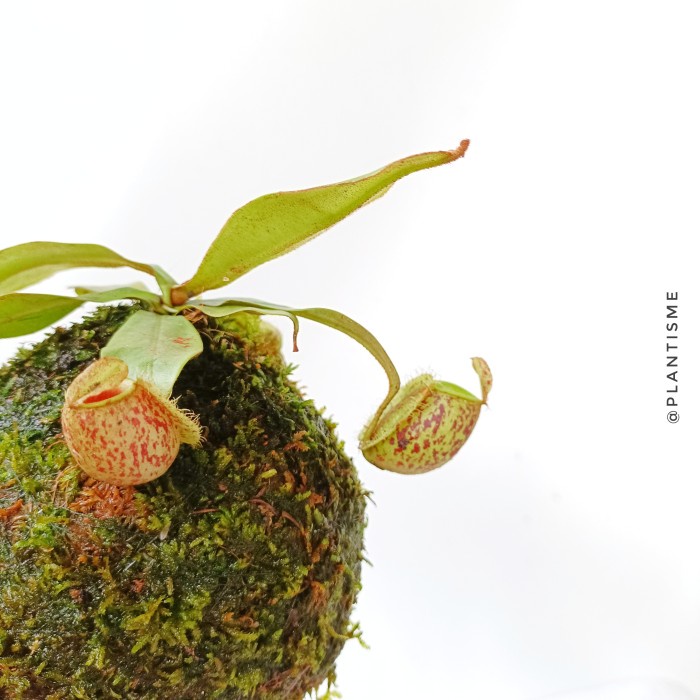 Mossball Nepenthes Ampullaria Tanaman Karnivora Carnivores Plants