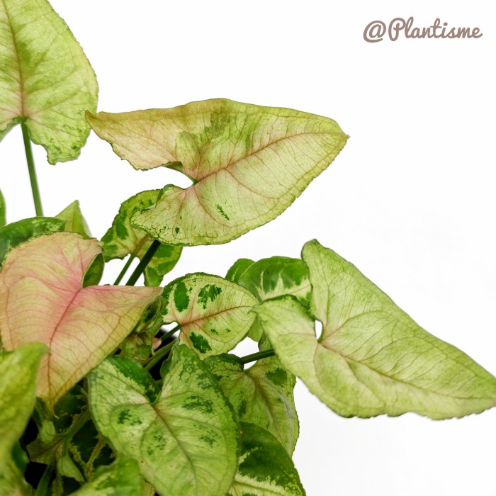 Syngonium Mini Allusion | Arrowhead Podophyllum Tanaman Ruangan Meja