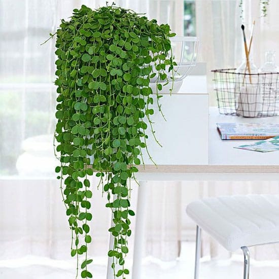 Tanaman Hias Indoor - Dischidia