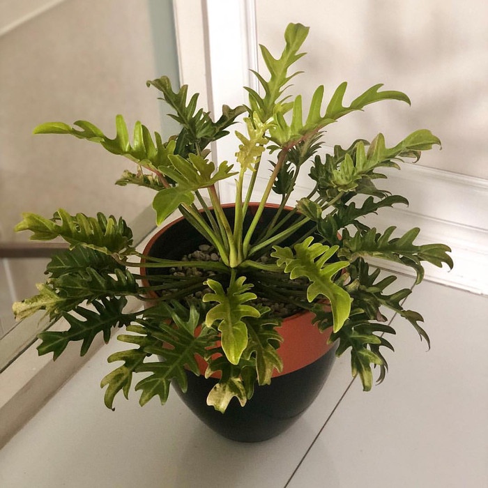 Tanaman Hias Tropical - Philodendron Xanadu Golden