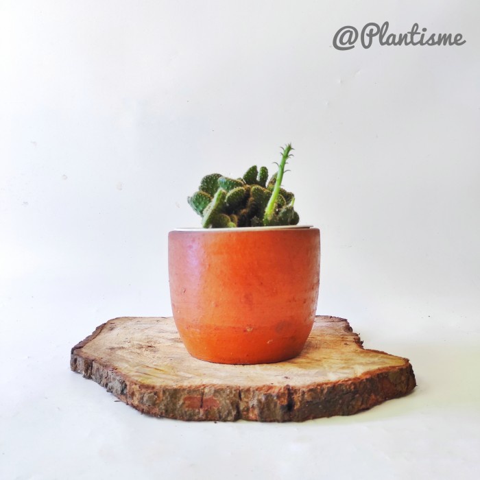 Kaktus - Cactus Opuntia Tuna Crestata | Tanaman Hias Meja Indoors