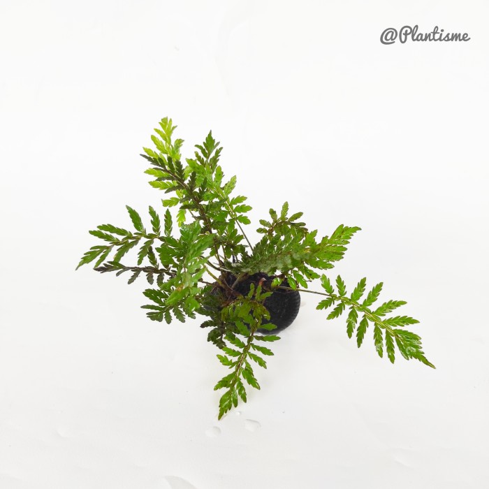 Bolbitis Heteroclita Difformis | Aquatic Plants Aquascape Paludarium