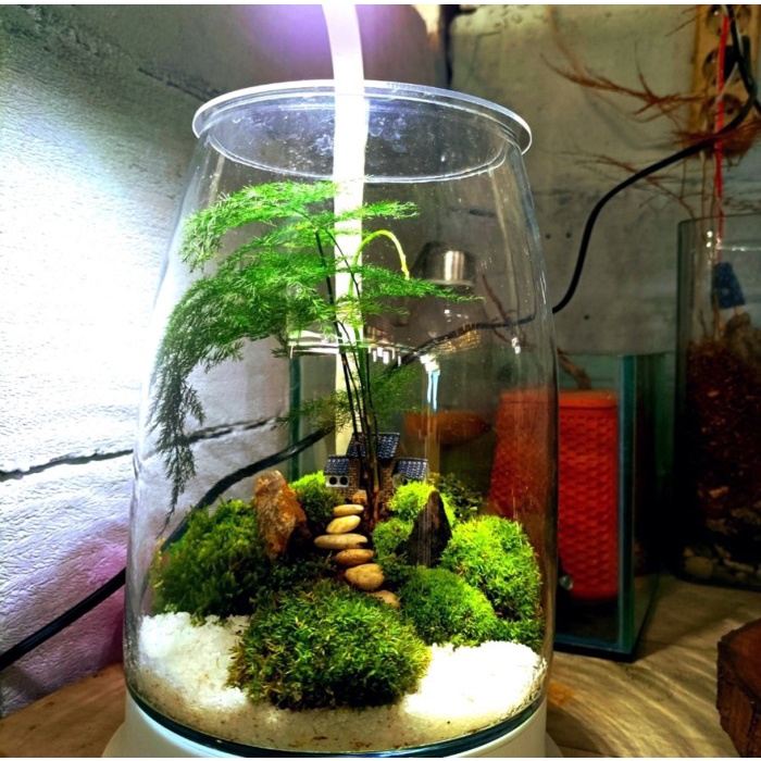 

House of Forest | Terrarium Gift Kado Hadiah Tanaman Ecological Earth - Terrarium Only