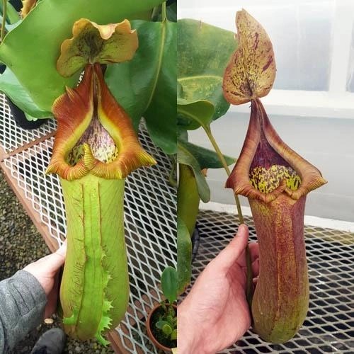 YX50 biji benih kantong semar nepenthes truncata