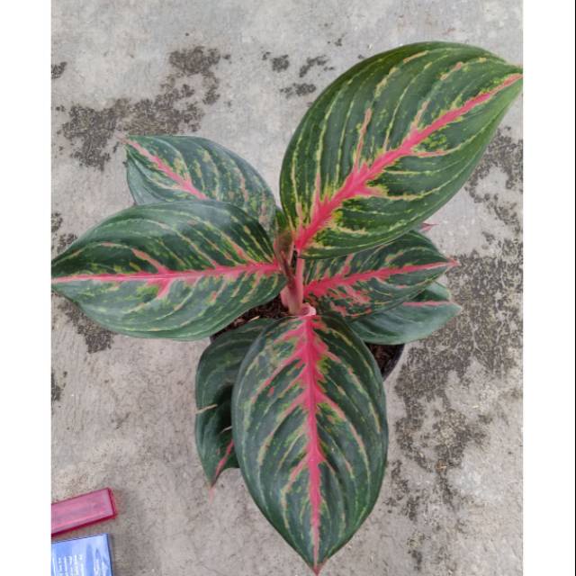 aglonema red borju dewasa