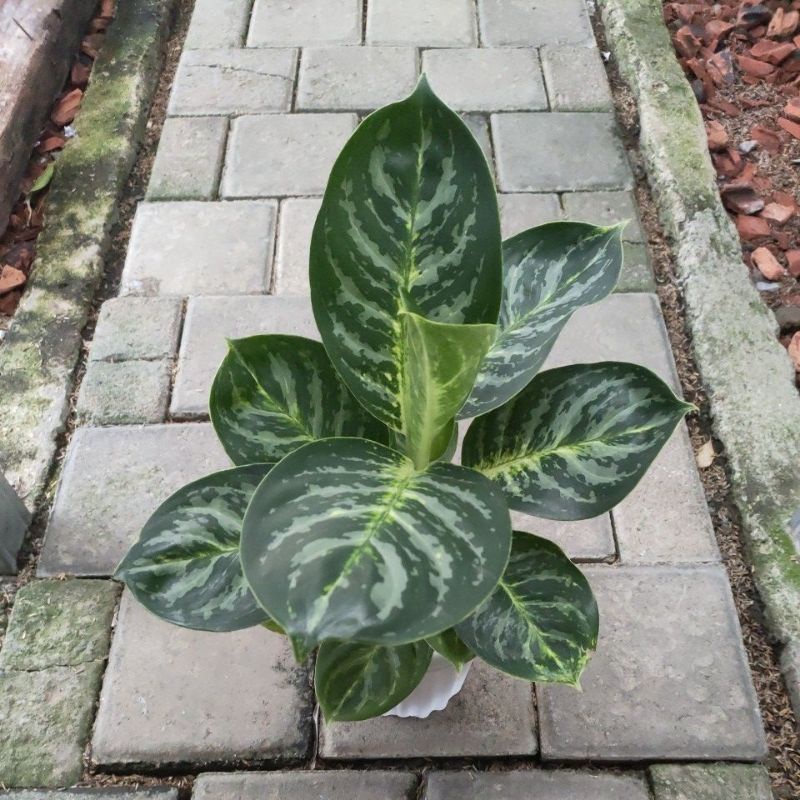 aglonema green cobra