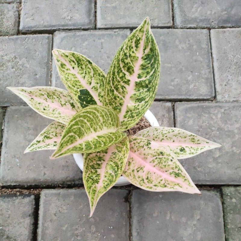 aglonema mutiara lokal