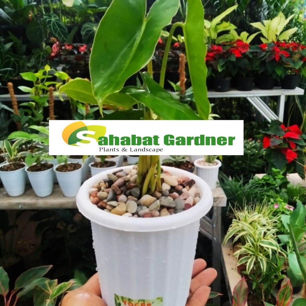 tanaman philo brekele | philo brekele | tanaman hias philo brekele