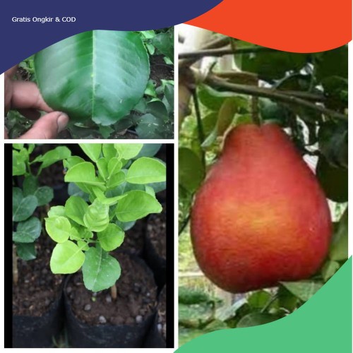 TERLARIS COD Tanaman Bibit Buah Jeruk Red Pamelo Okulasi Unggul cepat berbuah