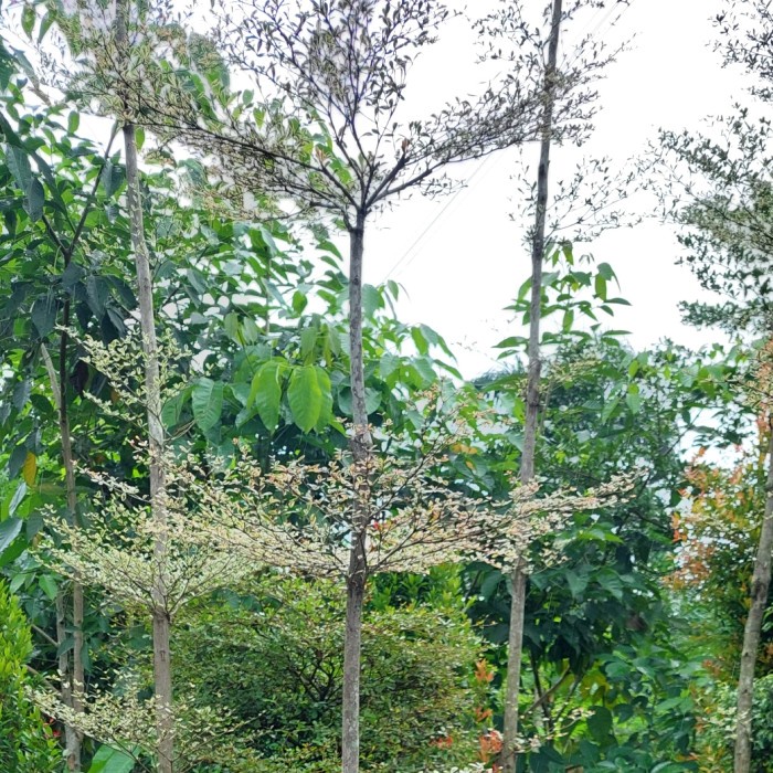 ketapang kencana varigata putih 2,5 meter