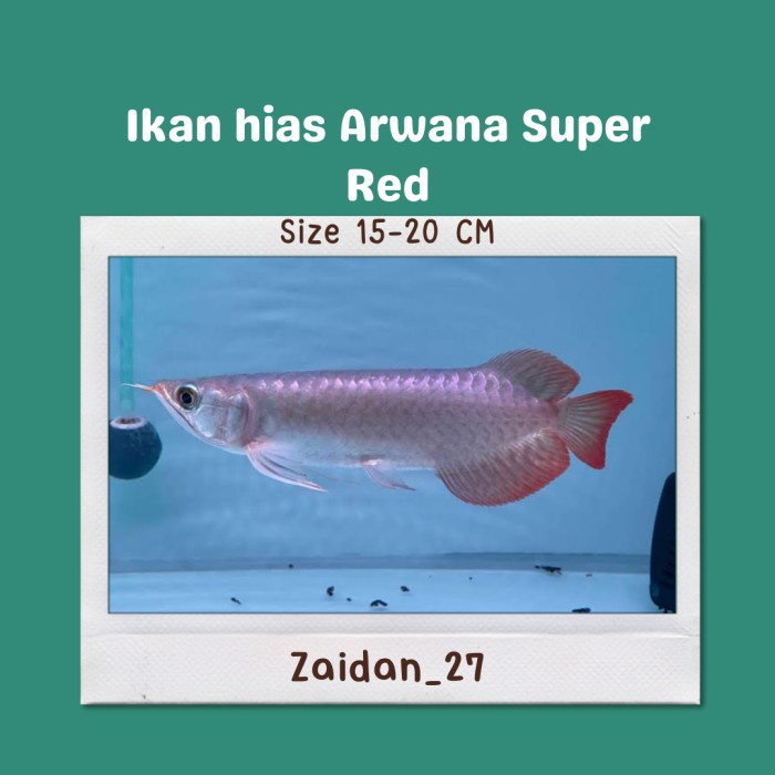 Ready ikan Arwana super red size 15-20 CM