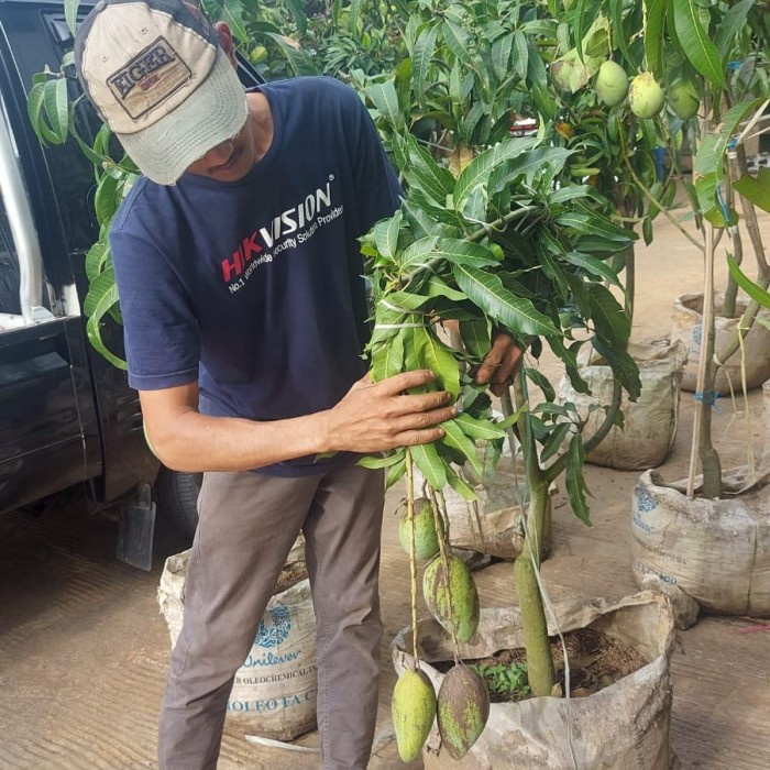 pohon mangga sudah berbuah ( free ongkir )