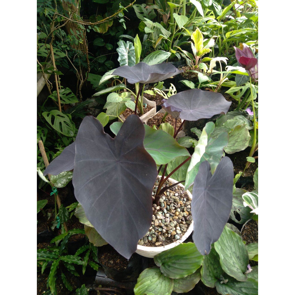 Tanaman hias keladi hitam/keladi black magic