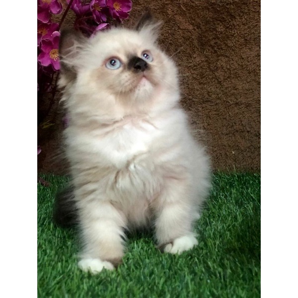 kucing Himalaya ragdoll