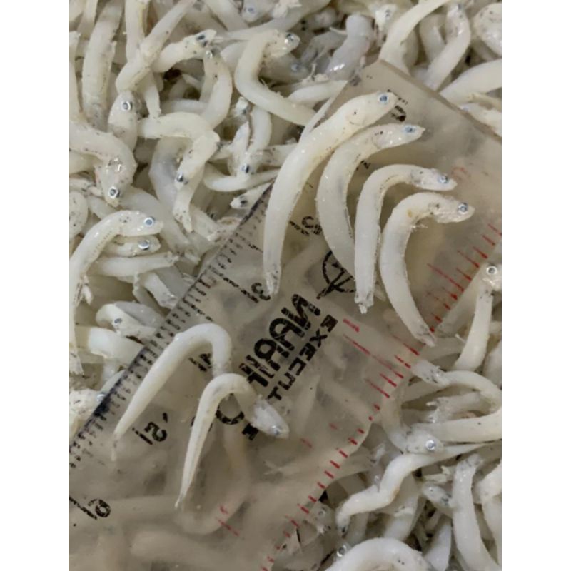 

PROMO/ Ikan Asin TeriNasi Besar Touge 1 Kg Fresh.