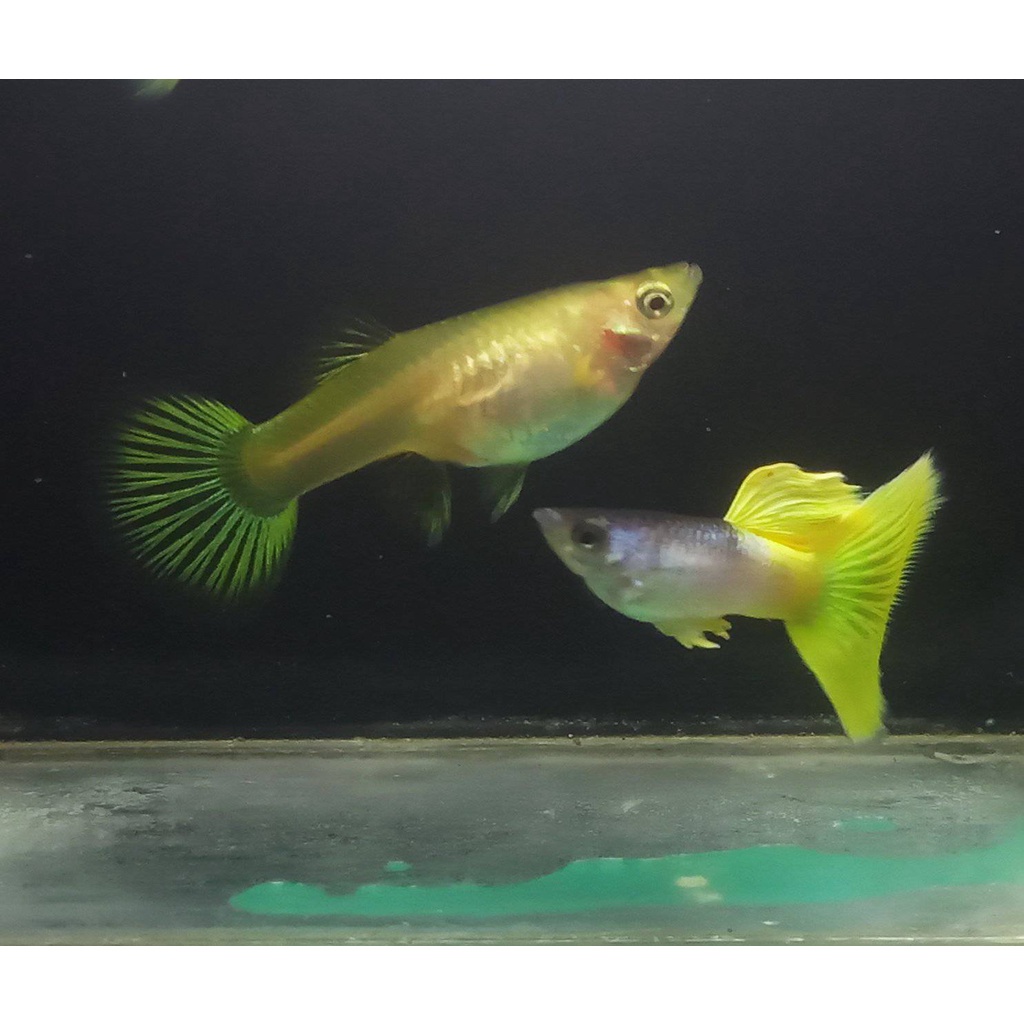 Indukan Guppy Metal Yellow Pingu