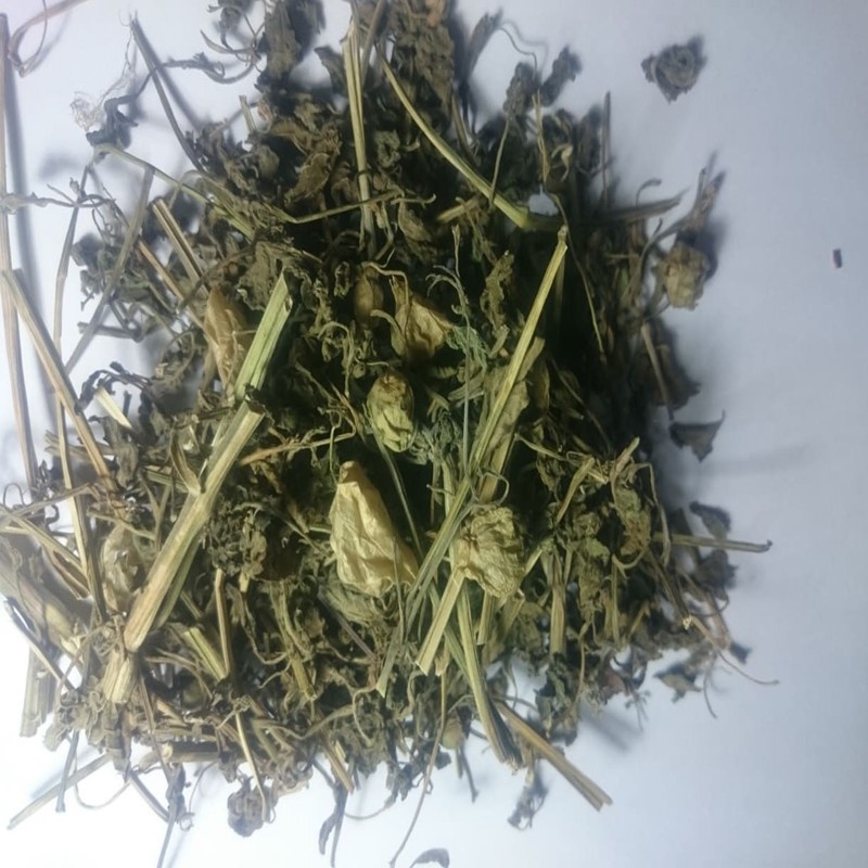 

Promo 100 gram daun ciplukan kering premium