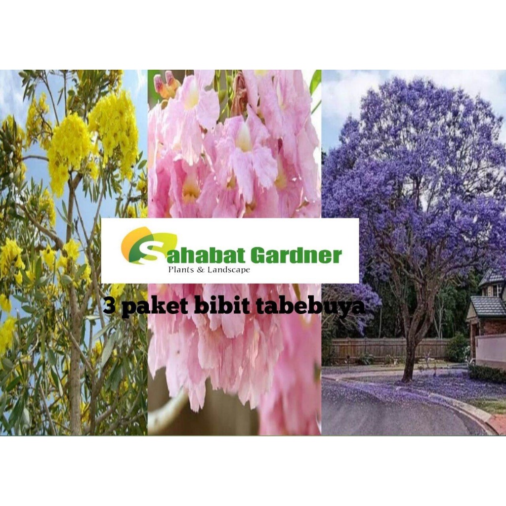 bibit tabebuya | paket bibit tabebuya | bibit pohon tabebuya pink