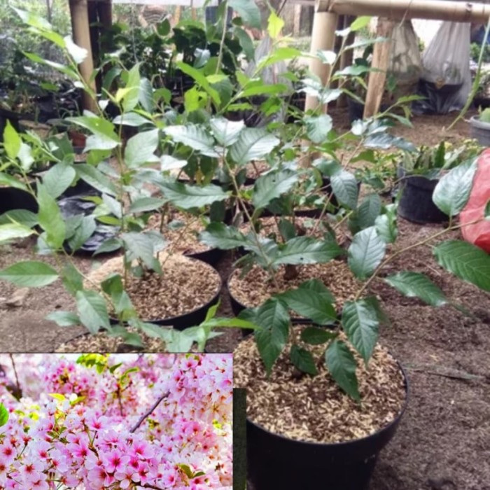 YX50 bibit sakura prunus japaneses bunga pink /jenis cherry blossom