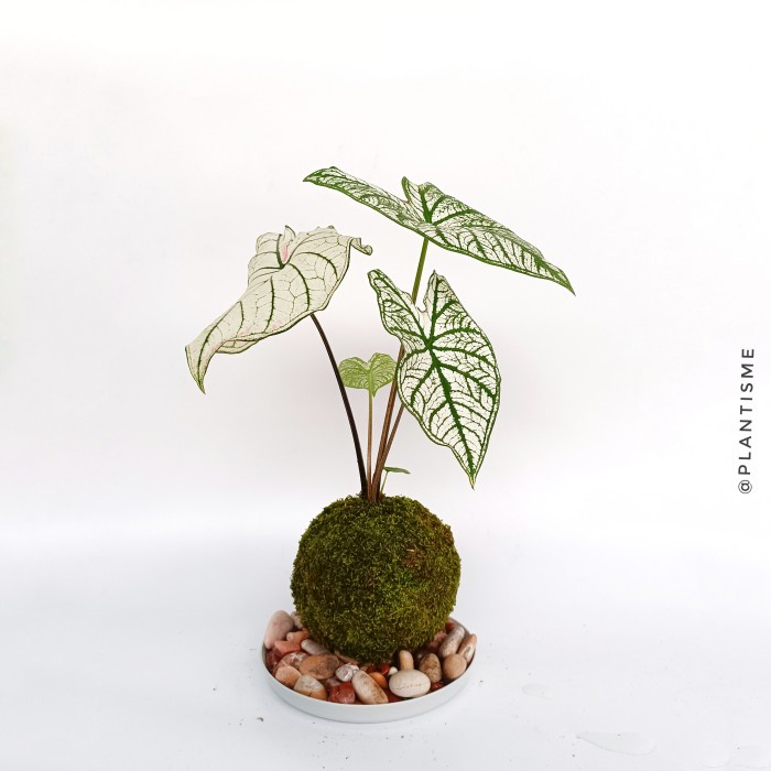 Mossball - Caladium Star White - w/ Gantungan