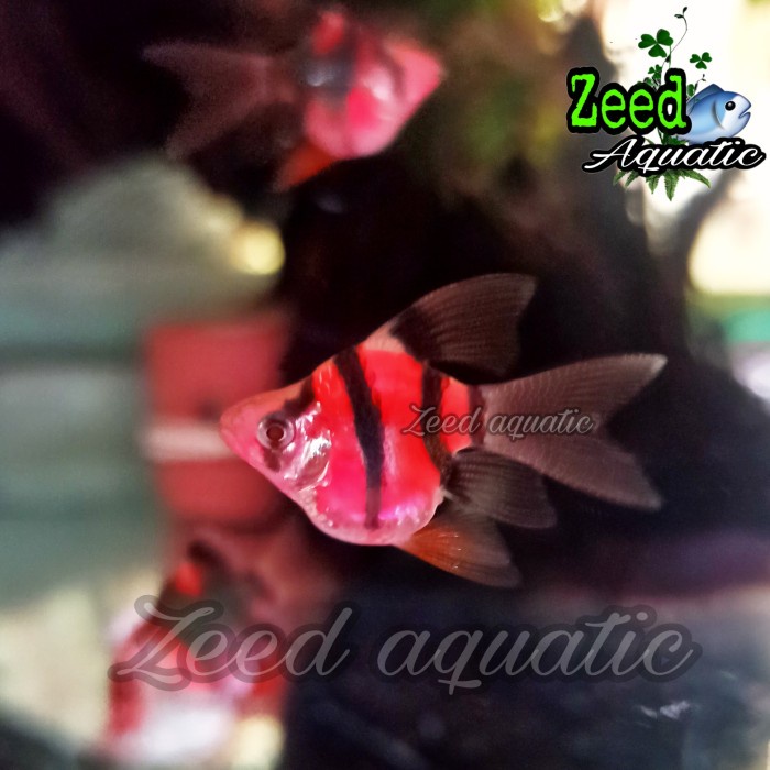 ikan hias aquascape Sumatra Balon Slayer Red Tiger Glow fish (Rare)