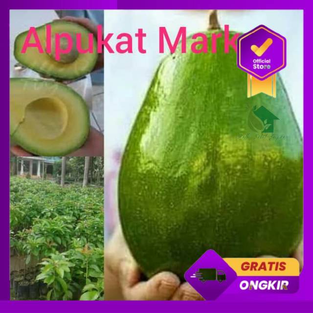 Bibit Alpukat Super Jumbo Tabulampot