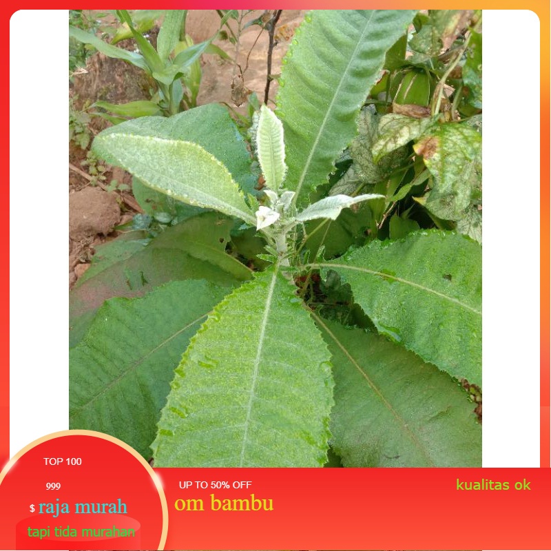 

terbaik herbal Daun sembung /semung termurah 100 gram raja diskon