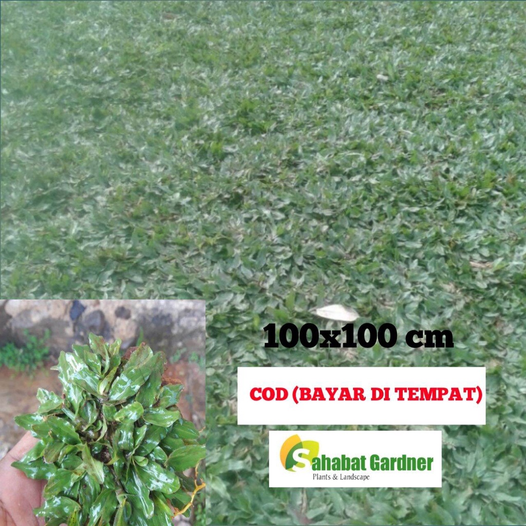rumput gajah mini 1 meter full | bibit rumput gajah mini | rumput gajah mini bibit