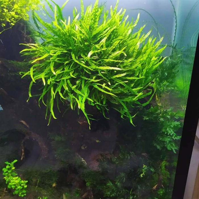 kadaka needle/microsorum needle 100 batang