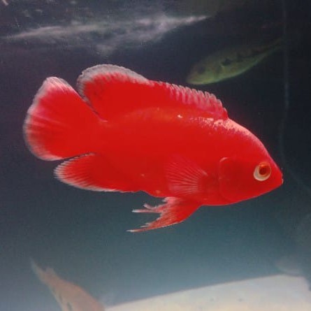 ikan oscar red chili 13-15cm