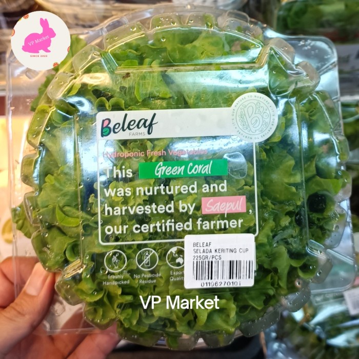 

Belead Selada Keriting Hydroponic | Cup
