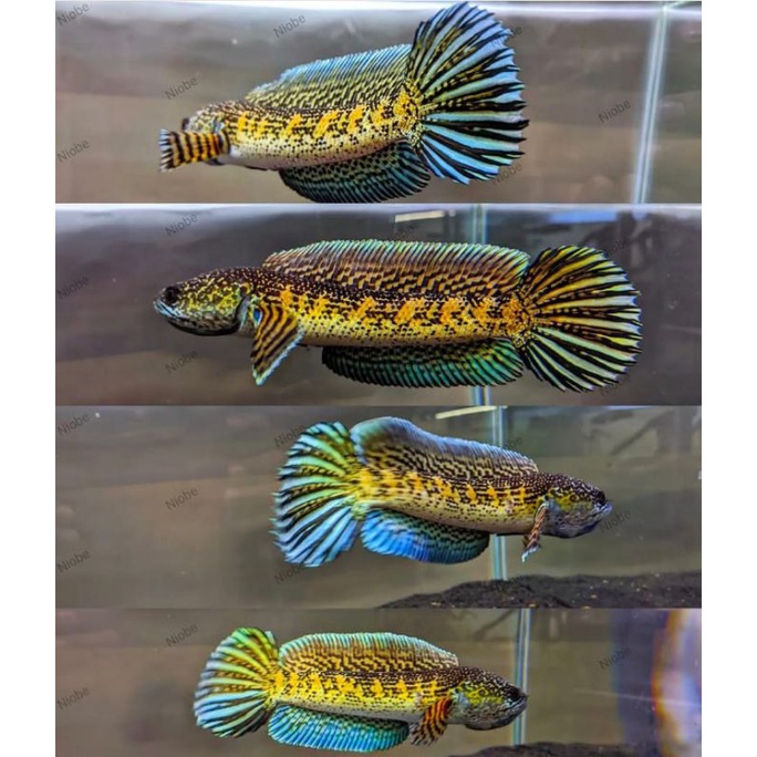 |COD| channa auranti maculata grade a 4-5cm