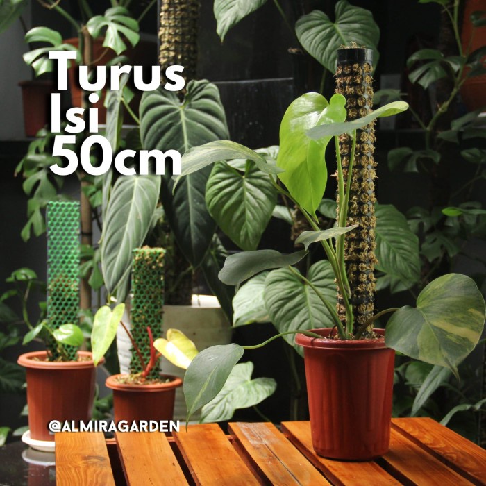 agodacollection87_mall -Promo Best Seller Moss Pole Isi 50cm / Turus Lumut / Sphagnum Moss / Tiang T