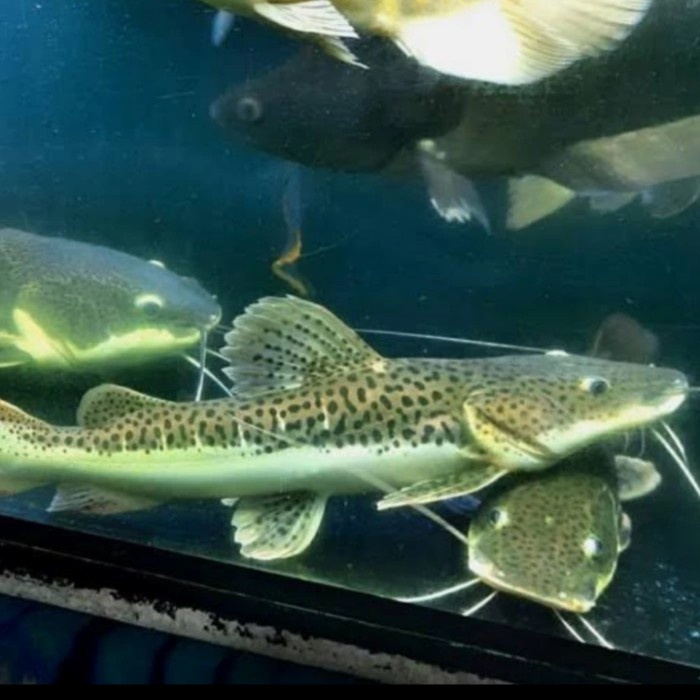 ikan leopard catfish jumbo predator size 40cm