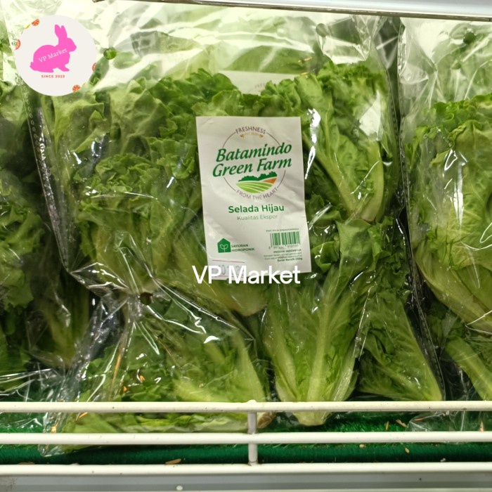 

Sayur Sawi Keriting | Selada Hijau Ekspor Quality Pack