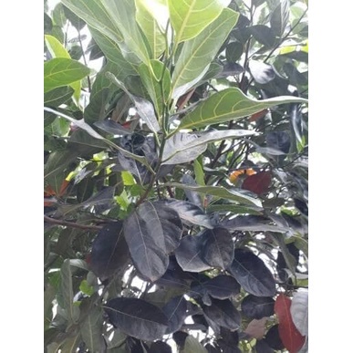 

New Promo Daun nangka segar 250 gram- daun pilihan fresh COD