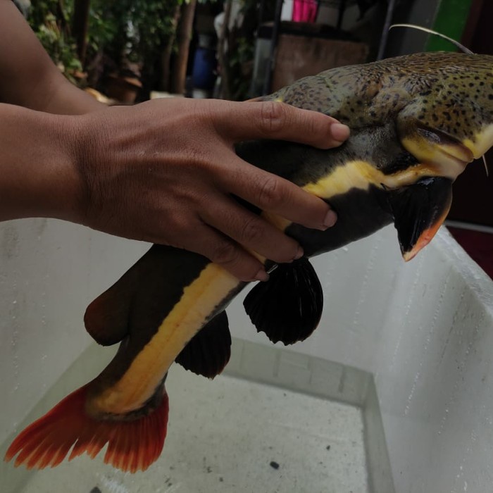 Red Tail Catfish RTC Jumbo