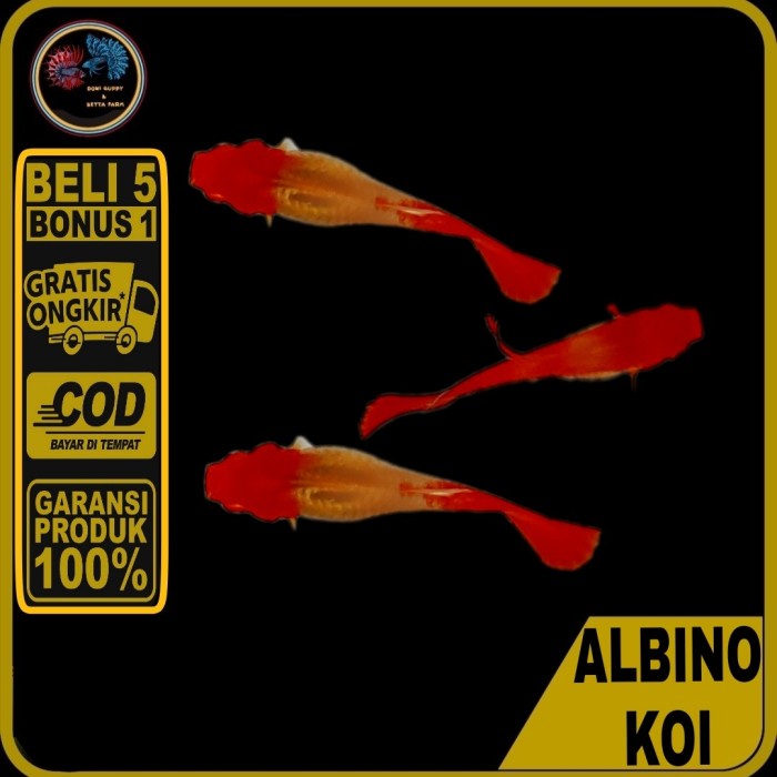 Guppy Albino Koi Genetic King Koi Red Ear - Betina