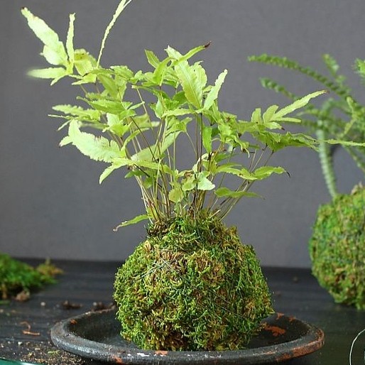 Mossball - Pteris Cretica Rowerii | Pakis Fern