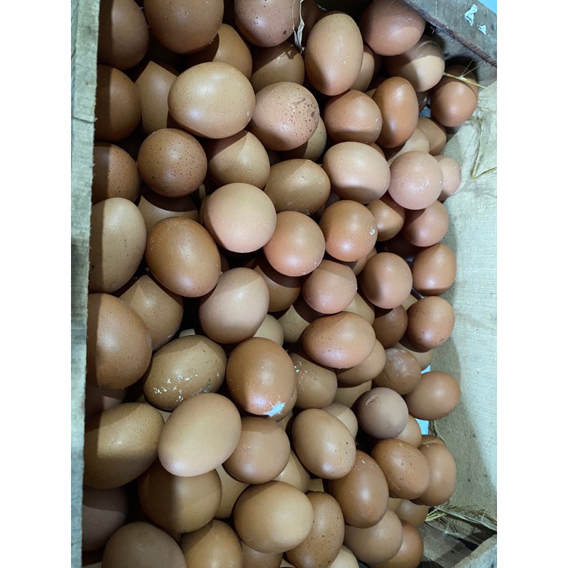 

telur husus genteng dan sempu