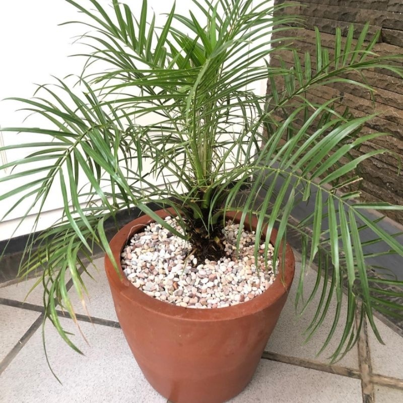 Tanaman Indoor Palem Phoenix - Tanaman Hias Pohon Palem Phoenix - Palm Phoenix