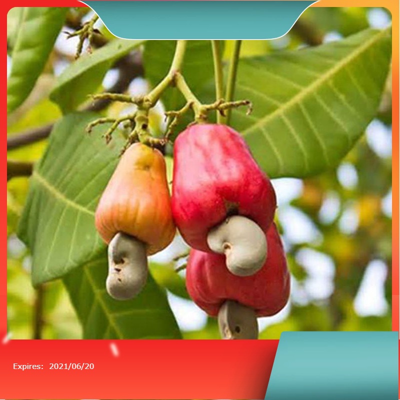 Terlaris Bibit Jambu Mede Bibit Jambu Monyet Pohon Jambu Mede Jambu Mete  okulasi unggul cepat berbu